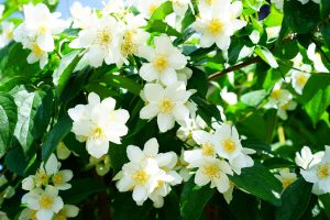 White jasmine flowers blooming on a lush green plant.