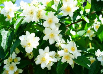 White jasmine flowers blooming on a lush green plant.
