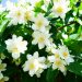 White jasmine flowers blooming on a lush green plant.