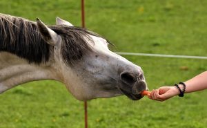 Horse eating a carrot from a person's hand.