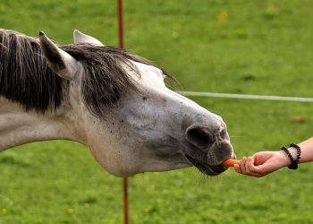 Horse eating a carrot from a person's hand.