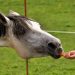 Horse eating a carrot from a person's hand.