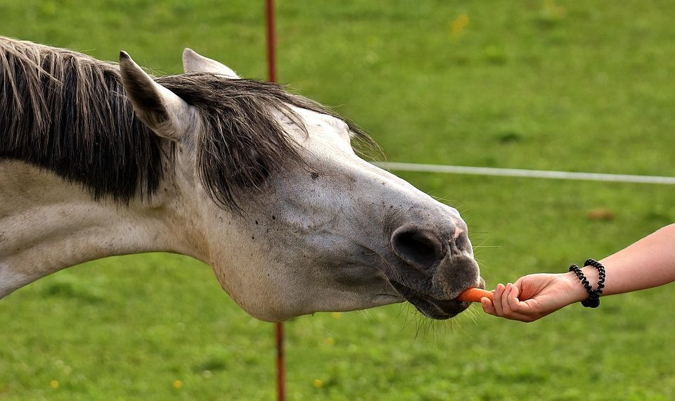 Horse eating a carrot from a person's hand.