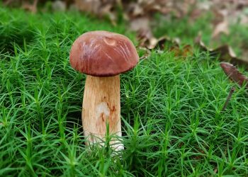 Mushroom growing among green moss in a forest setting.