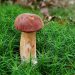 Mushroom growing among green moss in a forest setting.