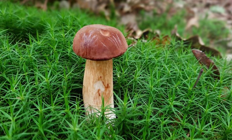 Mushroom growing among green moss in a forest setting.