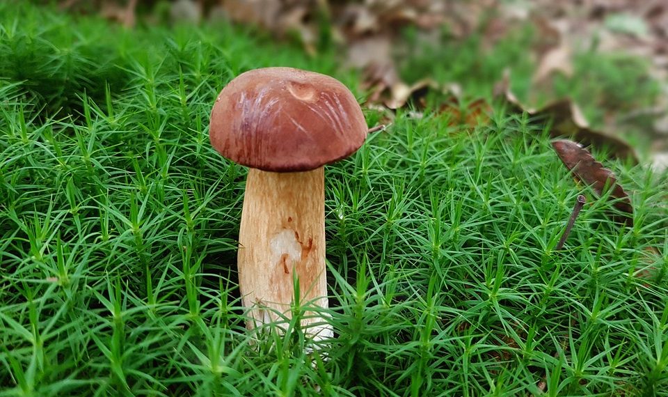 Mushroom growing among green moss in a forest setting.