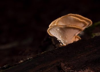 Mushrooms on forest log covered in moisture droplets.