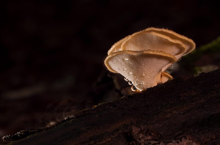 Mushrooms on forest log covered in moisture droplets.
