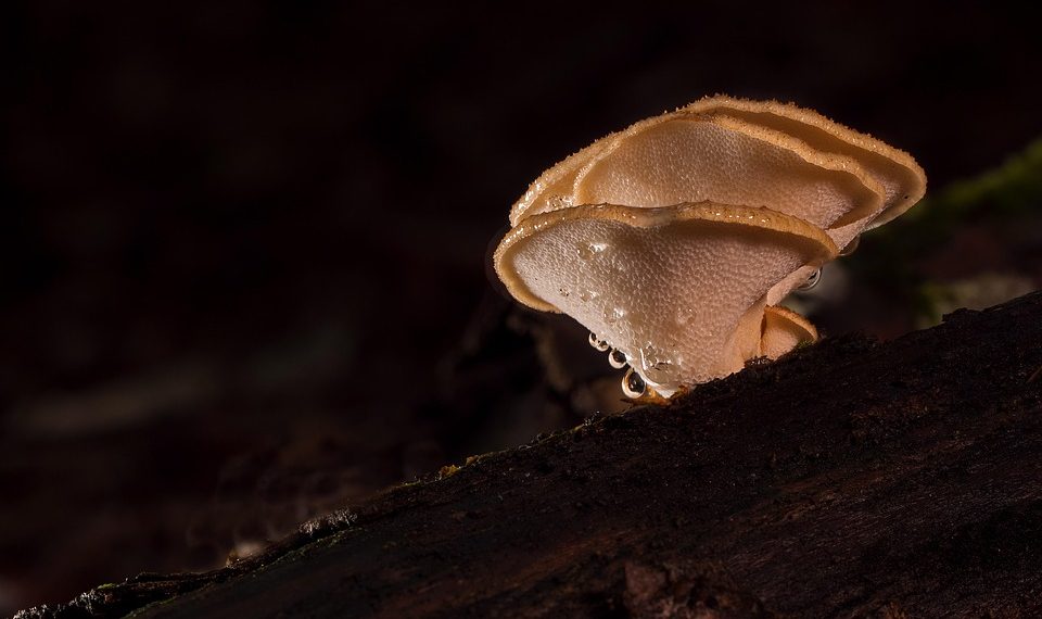 Mushrooms on forest log covered in moisture droplets.