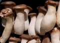 King oyster mushrooms with brown caps clustered together.