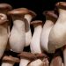 King oyster mushrooms with brown caps clustered together.