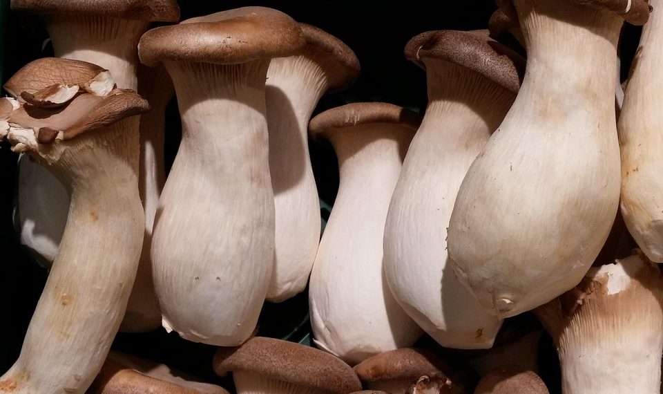 King oyster mushrooms with brown caps clustered together.