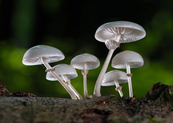 Cluster of white mushrooms growing on forest log.