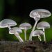 Cluster of white mushrooms growing on forest log.