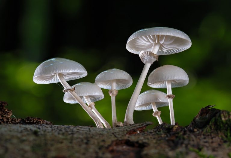 Cluster of white mushrooms growing on forest log.