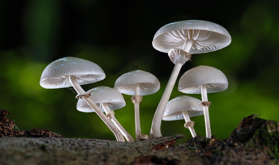 Cluster of white mushrooms growing on forest log.