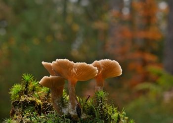 Mushrooms growing on a moss-covered log in forest.