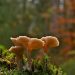 Mushrooms growing on a moss-covered log in forest.
