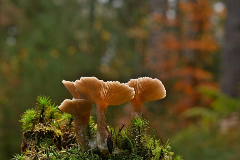 Mushrooms growing on a moss-covered log in forest.
