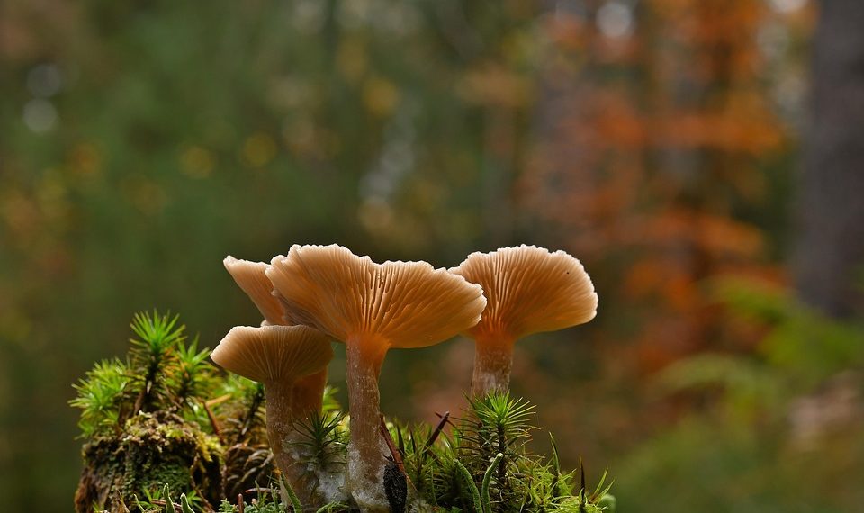 Mushrooms growing on a moss-covered log in forest.