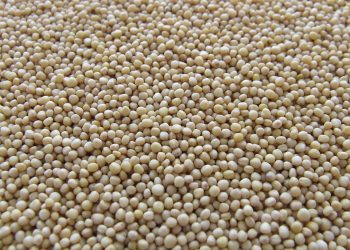 Golden soybeans scattered evenly across a surface.