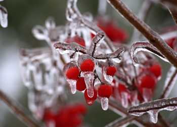 Red berries encased in glistening ice on a branch.