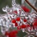 Red berries encased in glistening ice on a branch.