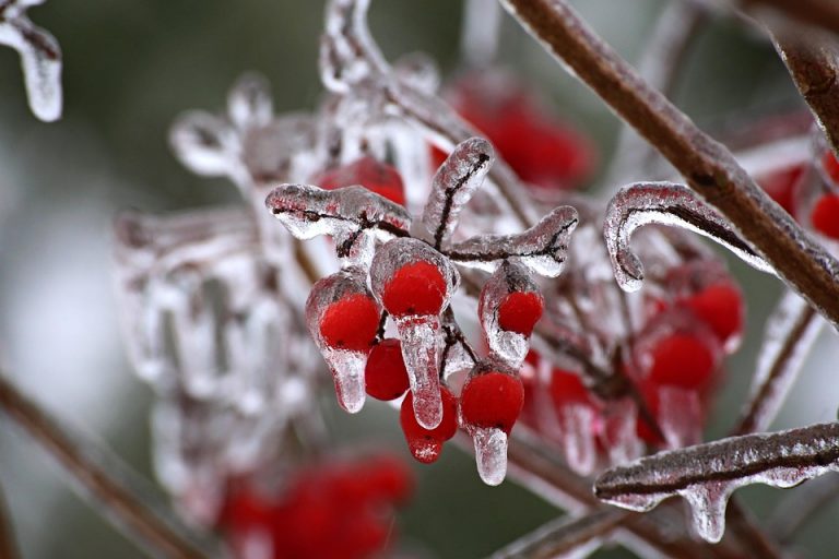 Red berries encased in glistening ice on a branch.