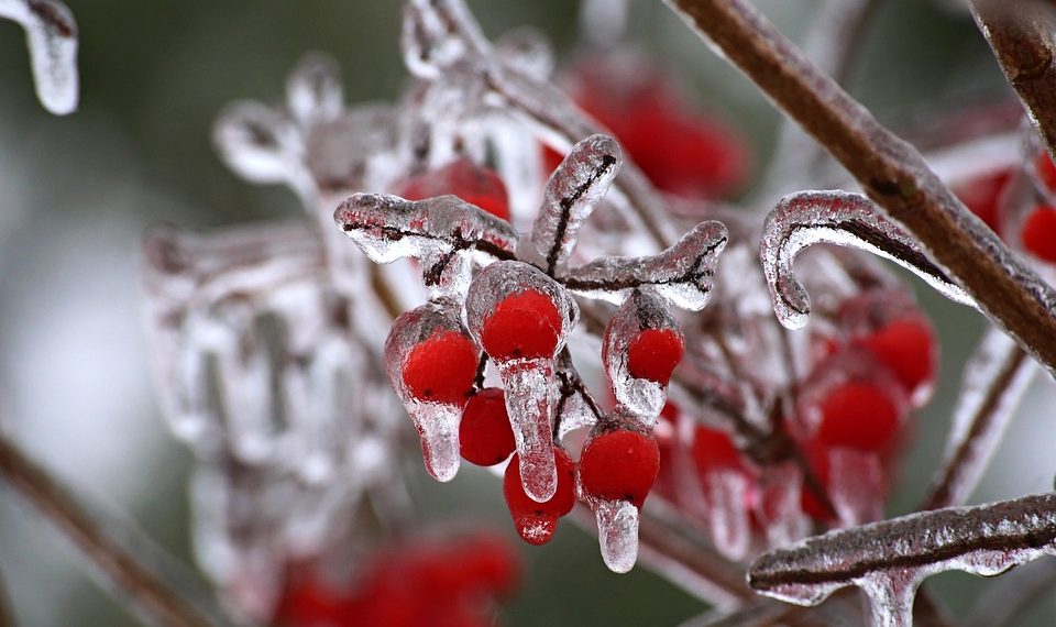 Red berries encased in glistening ice on a branch.