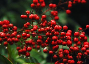 Red berries with rain droplets on branches