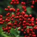 Red berries with rain droplets on branches