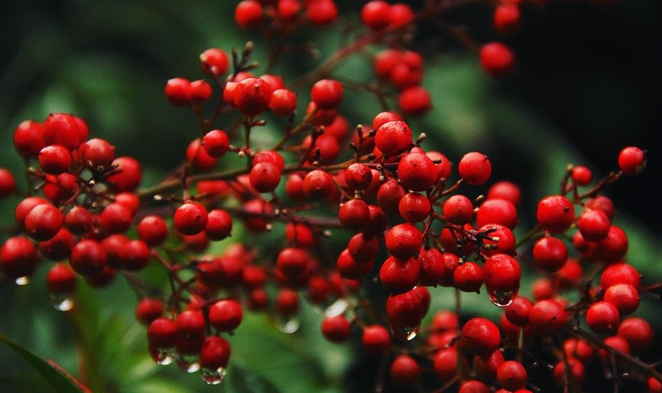 Red berries with rain droplets on branches