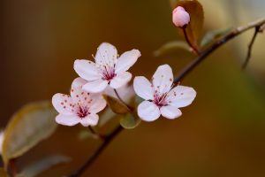 Cherry blossoms blooming on a branch in spring.
