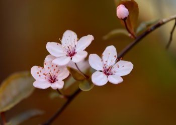 Cherry blossoms blooming on a branch in spring.