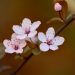 Cherry blossoms blooming on a branch in spring.