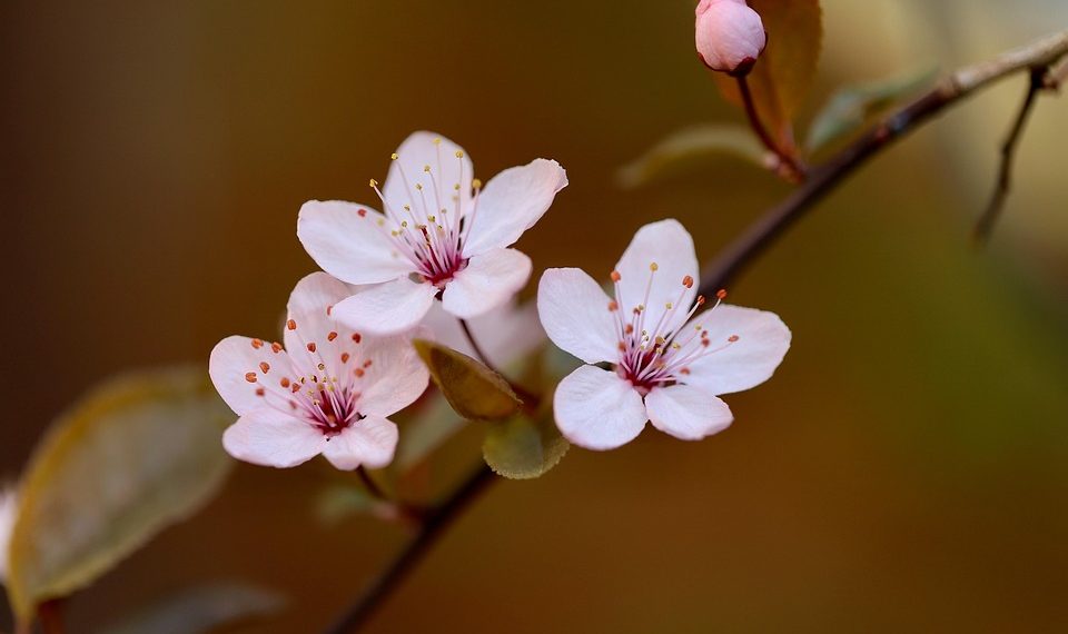 Cherry blossoms blooming on a branch in spring.