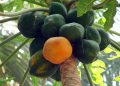 Ripe and unripe papayas hanging from a tree.