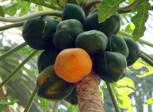 Ripe and unripe papayas hanging from a tree.
