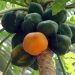 Ripe and unripe papayas hanging from a tree.
