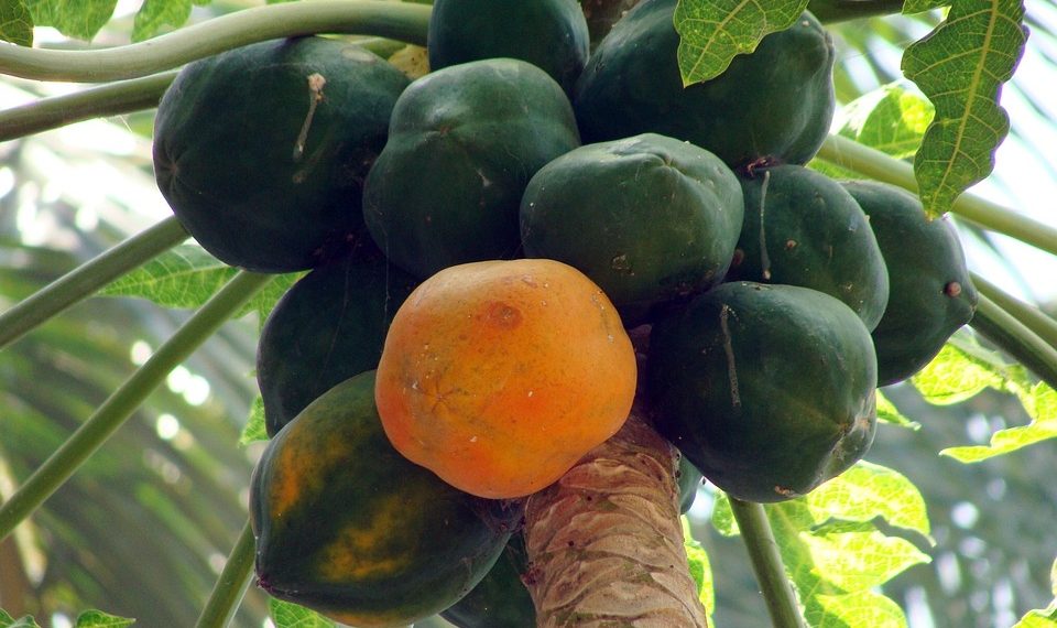Ripe and unripe papayas hanging from a tree.