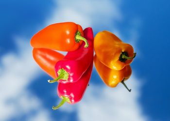 Colorful bell peppers against a clear blue sky.