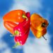 Colorful bell peppers against a clear blue sky.