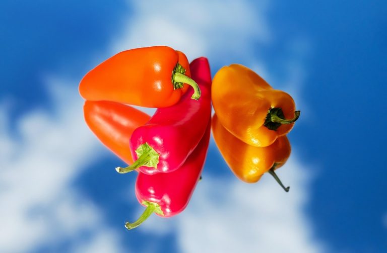 Colorful bell peppers against a clear blue sky.