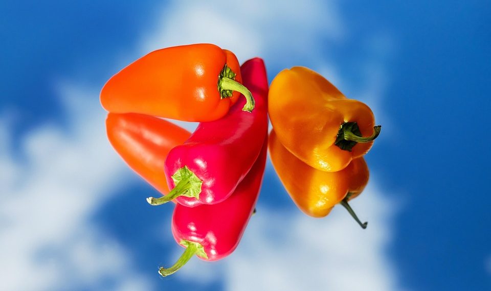 Colorful bell peppers against a clear blue sky.