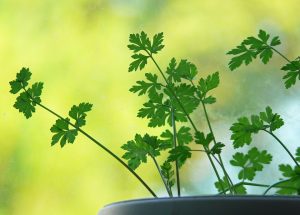Fresh parsley leaves with soft sunlight background