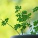 Fresh parsley leaves with soft sunlight background