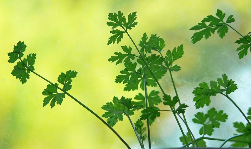 Fresh parsley leaves with soft sunlight background