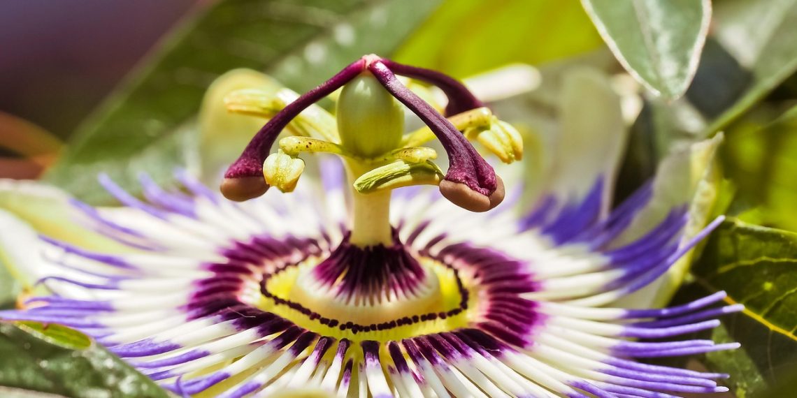 Passion flower with vibrant purple and white petals.