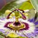 Passion flower with vibrant purple and white petals.